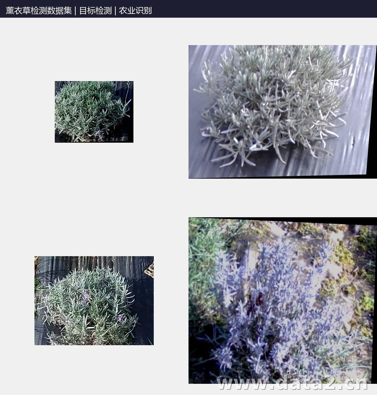 薰衣草检测数据集 预览图