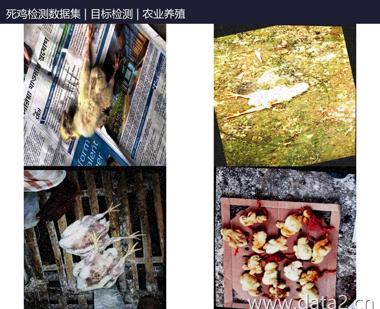 死鸡检测数据集 预览图
