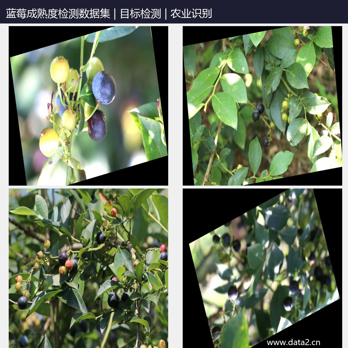 蓝莓成熟度检测数据集 预览图