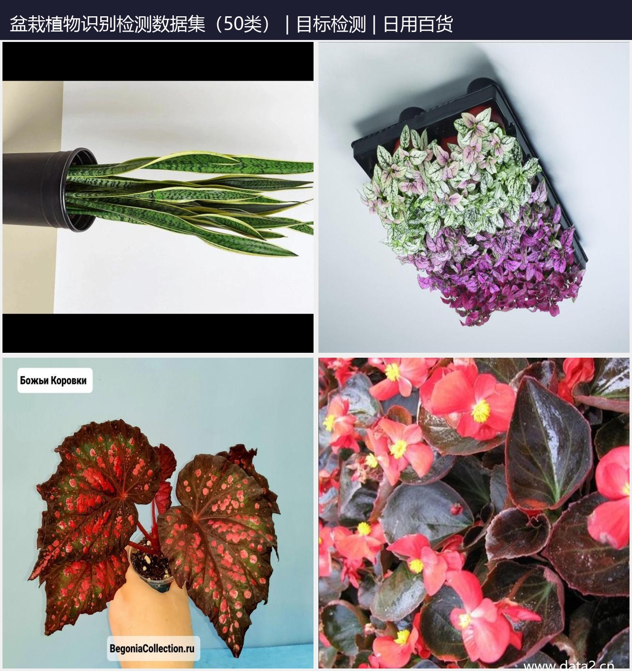 盆栽植物识别检测数据集 预览图