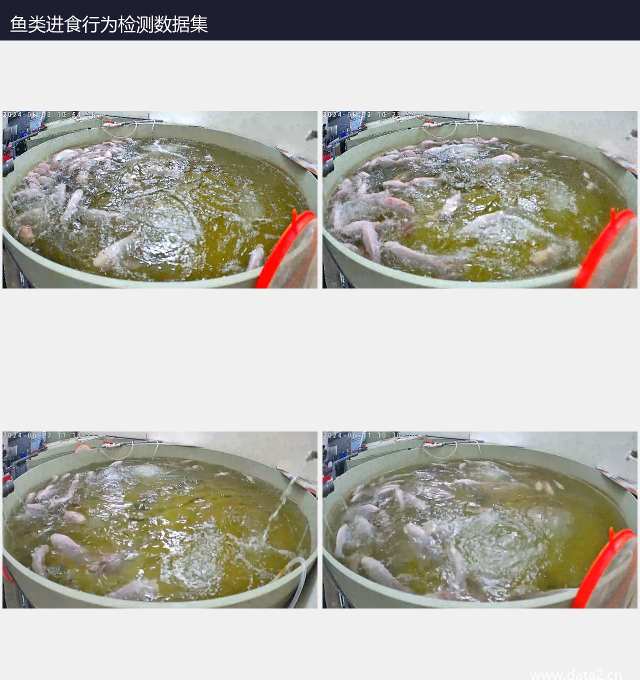 鱼类进食行为检测数据集 预览图