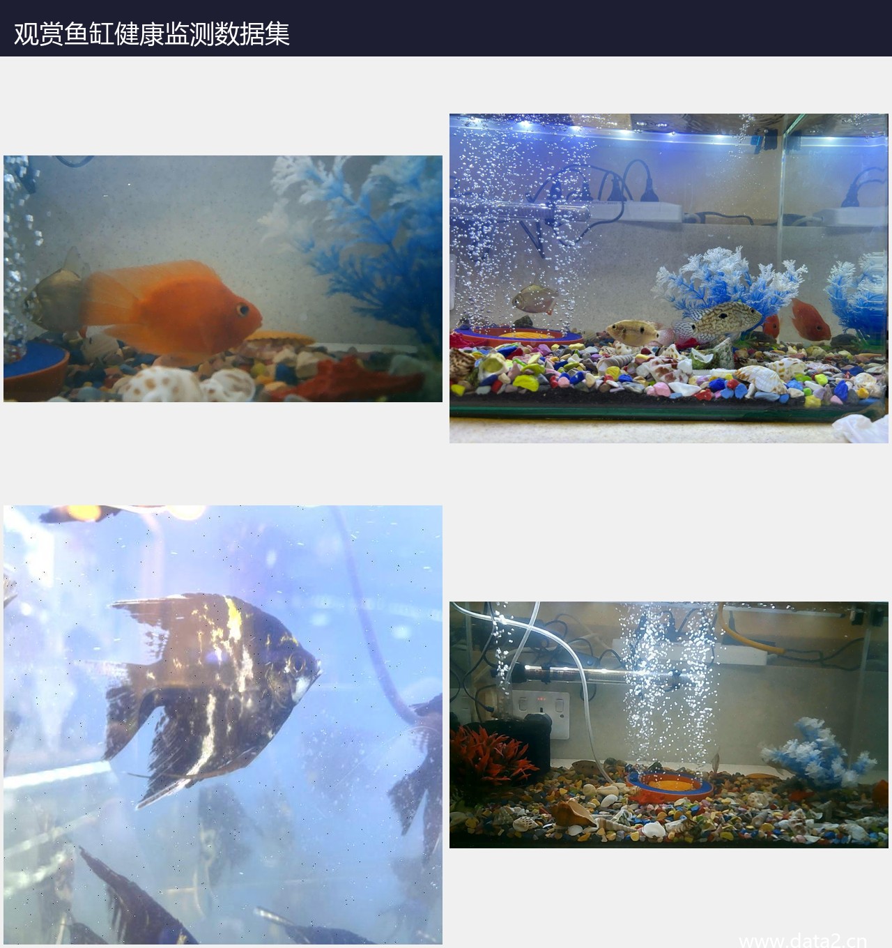 观赏鱼缸健康监测数据集 预览图