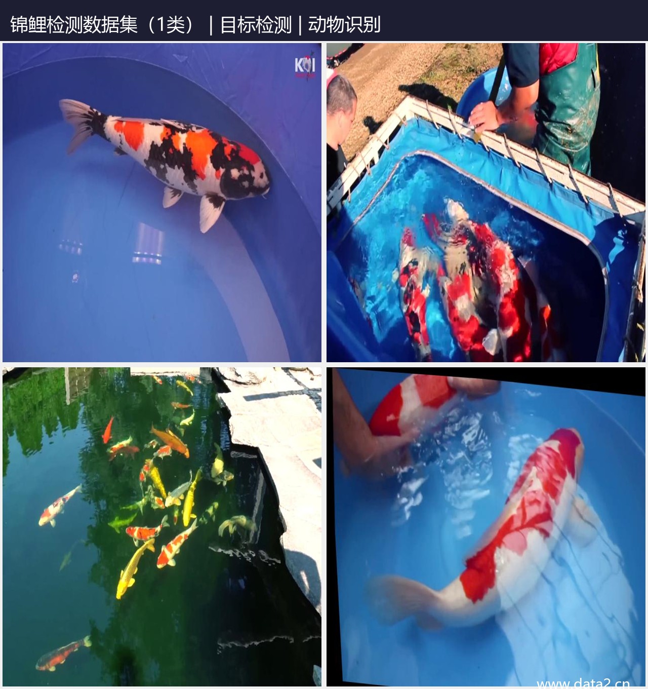 锦鲤检测数据集 预览图