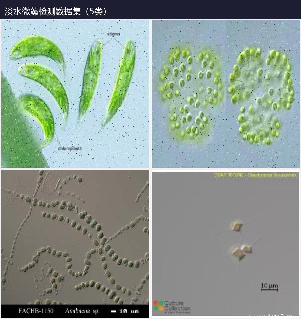 淡水微藻检测数据集 预览图