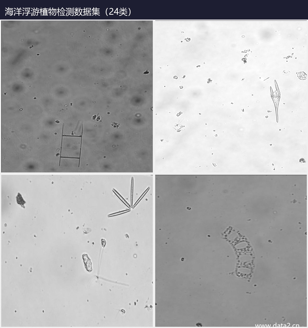 海洋浮游植物检测数据集 预览图