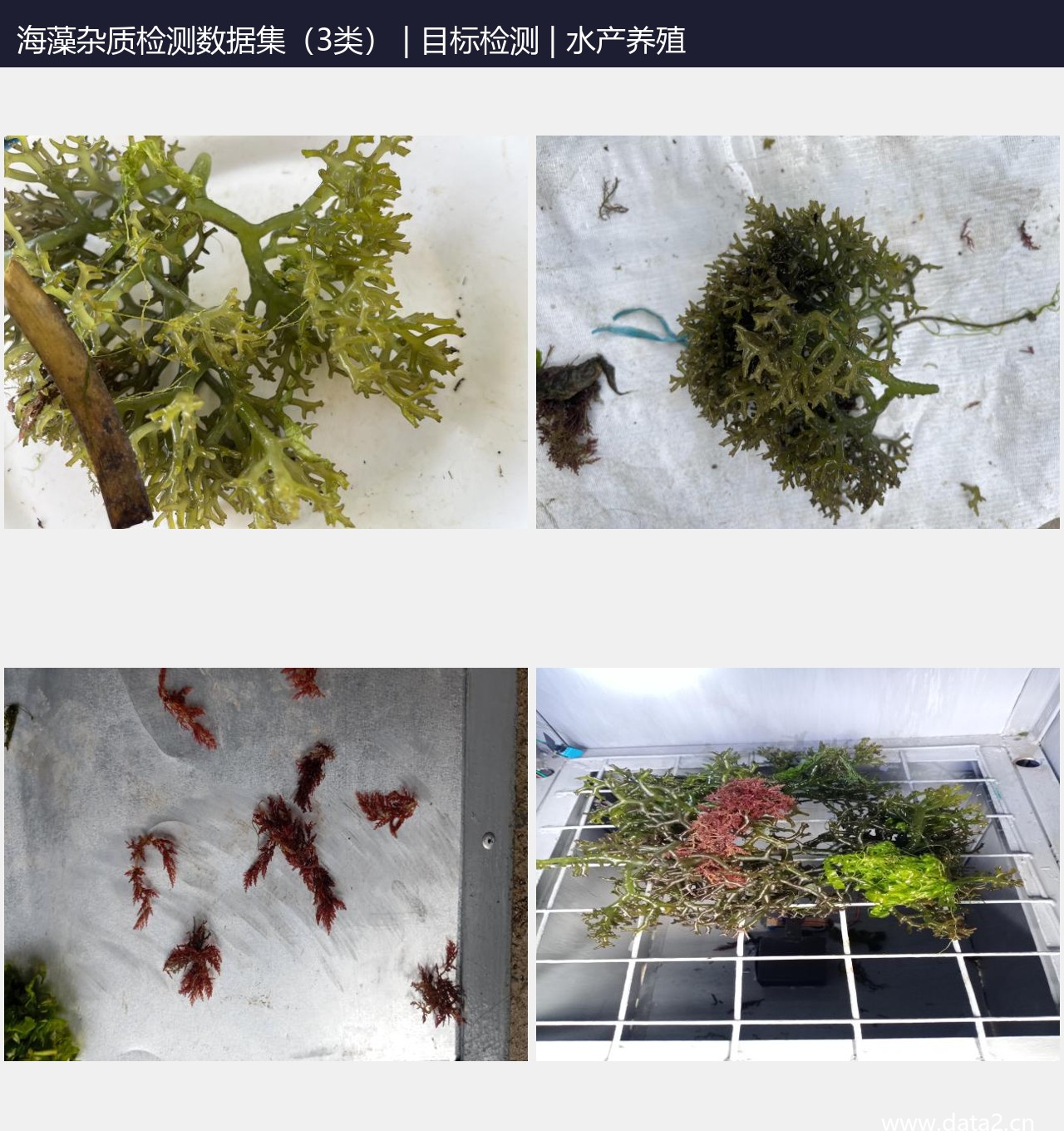 海藻杂质检测数据集 预览图