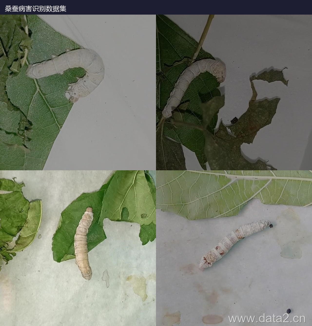 桑蚕病害识别数据集 预览图