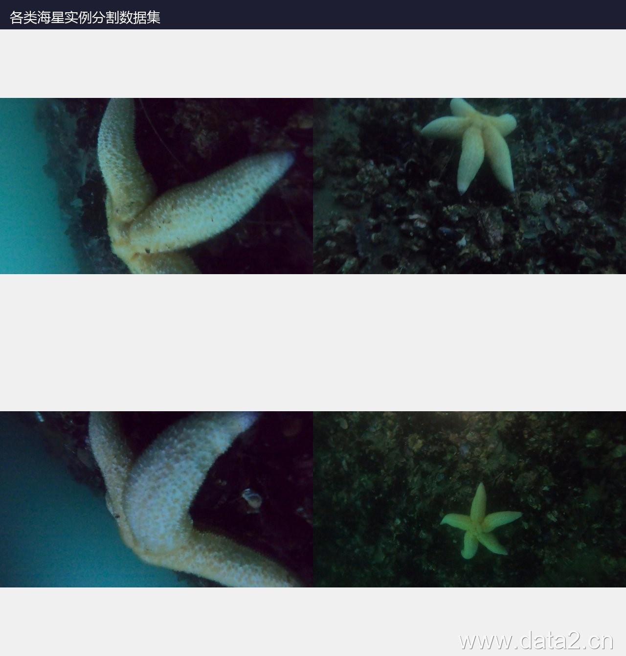 各类海星实例分割数据集 预览图