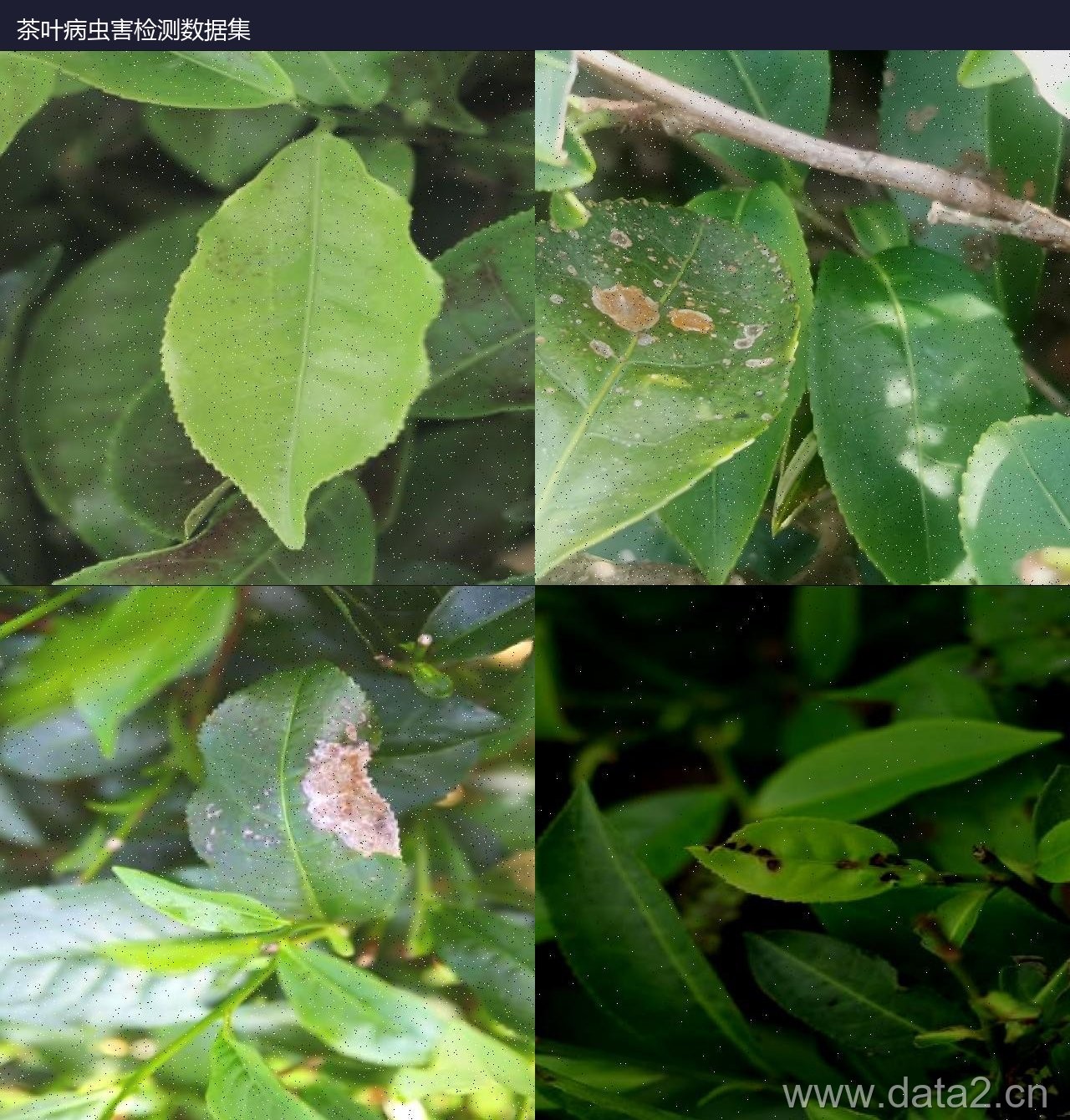 茶叶病虫害检测数据集 预览图