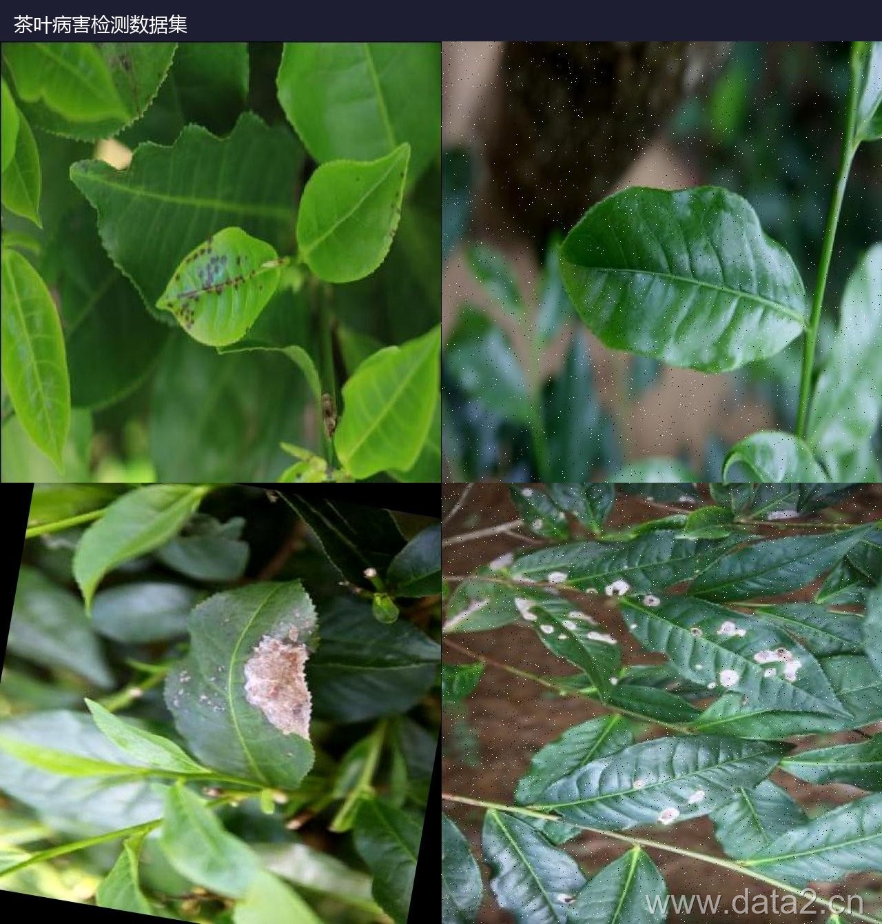 茶叶病害检测数据集 预览图