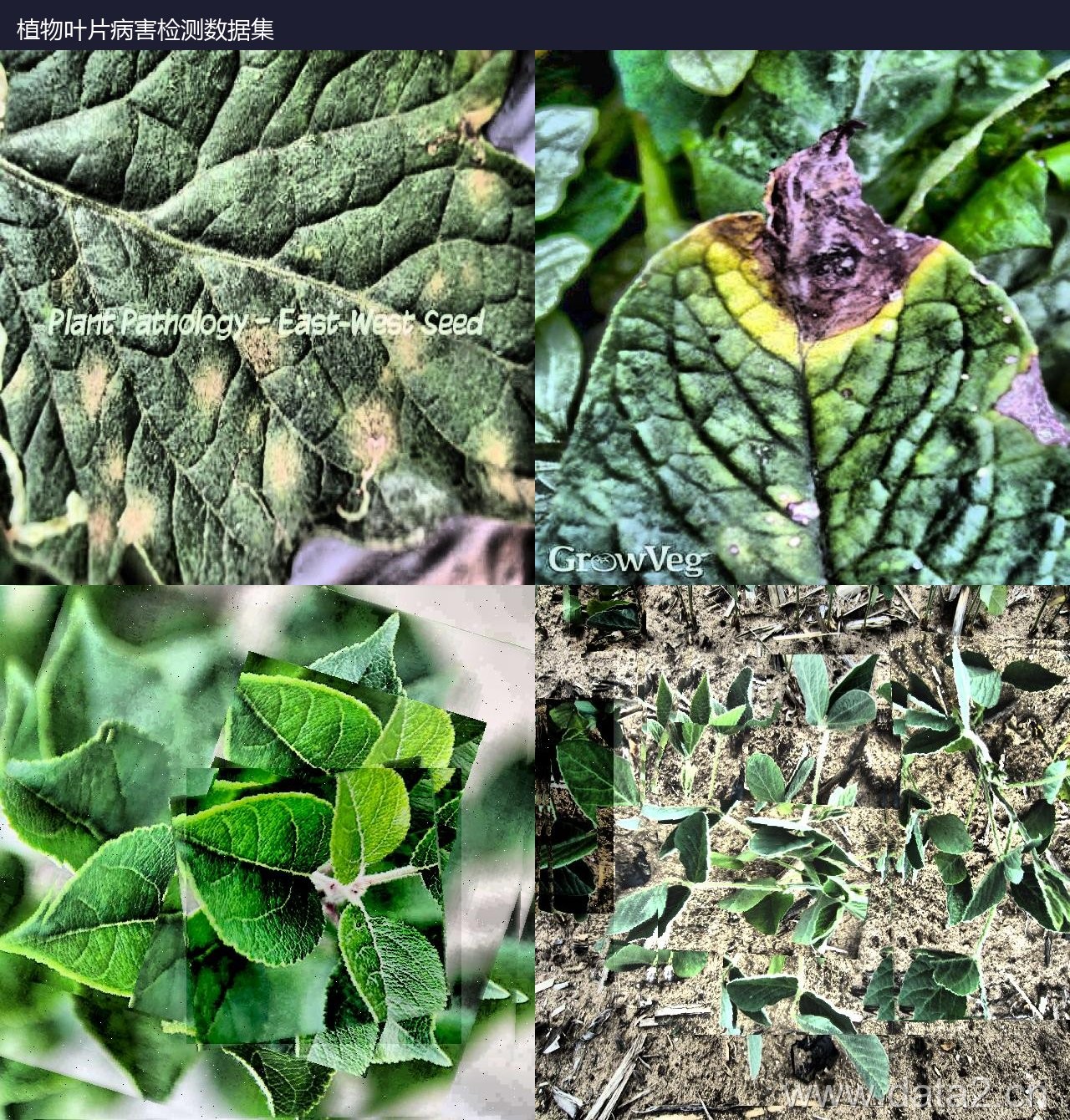 植物叶片病害检测数据集 预览图